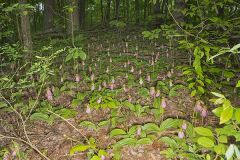 Pink Lady's Slipper, Cypripedium acaule