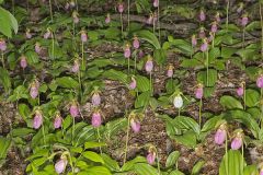 Pink Lady's Slipper, Cypripedium acaule