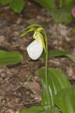 Pink Lady's Slipper, Cypripedium acaule