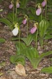 Pink Lady's Slipper, Cypripedium acaule