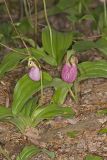 Pink Lady's Slipper, Cypripedium acaule