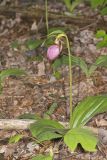 Pink Lady's Slipper, Cypripedium acaule