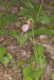 Pink Lady's Slipper, Cypripedium acaule