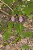 Pink Lady's Slipper, Cypripedium acaule