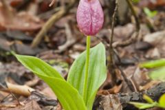 Pink Lady's Slipper, Cypripedium acaule