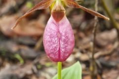 Pink Lady's Slipper, Cypripedium acaule
