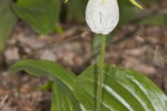 Pink Lady's Slipper, Cypripedium acaule var. alba