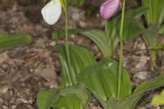 Pink Lady's Slipper, Cypripedium acaule var. alba