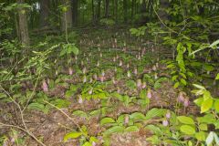 Pink Lady's Slipper, Cypripedium acaule