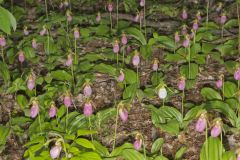 Pink Lady's Slipper, Cypripedium acaule