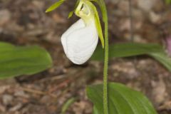 Pink Lady's Slipper, Cypripedium acaule var. alba