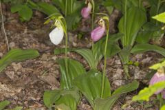 Pink Lady's Slipper, Cypripedium acaule var. alba