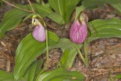 Pink Lady's Slipper, Cypripedium acaule