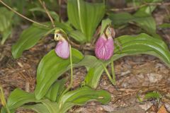 Pink Lady's Slipper, Cypripedium acaule