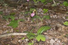 Pink Lady's Slipper, Cypripedium acaule