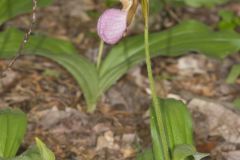 Pink Lady's Slipper, Cypripedium acaule