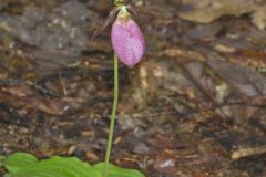 Pink Lady's Slipper, Cypripedium acaule