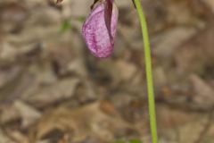 Pink Lady's Slipper, Cypripedium acaule
