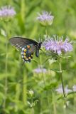 Pipevine Swallowtail, Battus philenor