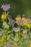 Pipevine Swallowtail, Battus philenor