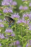 Pipevine Swallowtail, Battus philenor