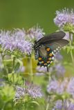 Pipevine Swallowtail, Battus philenor