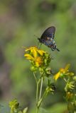 Pipevine Swallowtail, Battus philenor