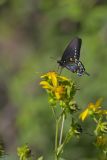 Pipevine Swallowtail, Battus philenor