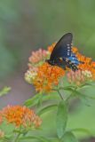 Pipevine Swallowtail, Battus philenor
