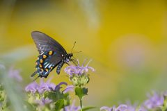 Pipevine Swallowtail, Battus philenor