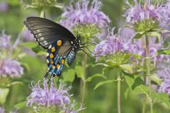 Pipevine Swallowtail, Battus philenor