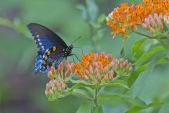 Pipevine Swallowtail, Battus philenor