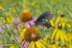 Pipevine Swallowtail, Battus philenor