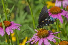 Pipevine Swallowtail, Battus philenor