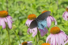 Pipevine Swallowtail, Battus philenor