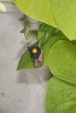 Pipevine, Aristolochia macrophylla