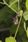Pipevine, Aristolochia macrophylla