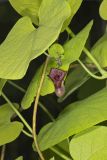 Pipevine, Aristolochia macrophylla