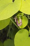 Pipevine, Aristolochia macrophylla