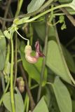 Pipevine, Aristolochia macrophylla