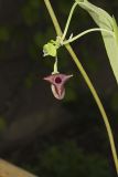 Pipevine, Aristolochia macrophylla