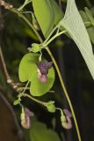Pipevine, Aristolochia macrophylla