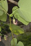 Pipevine, Aristolochia macrophylla