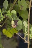 Pipevine, Aristolochia macrophylla