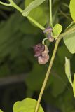 Pipevine, Aristolochia macrophylla