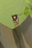 Pipevine, Aristolochia macrophylla