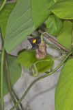 Pipevine, Aristolochia macrophylla