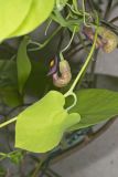 Pipevine, Aristolochia macrophylla