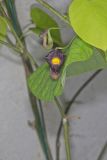 Pipevine, Aristolochia macrophylla