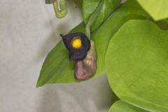 Pipevine, Aristolochia macrophylla